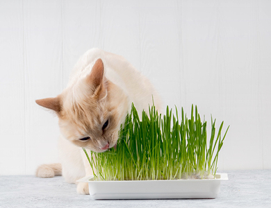 Chat qui mange de l'herbe à chat
