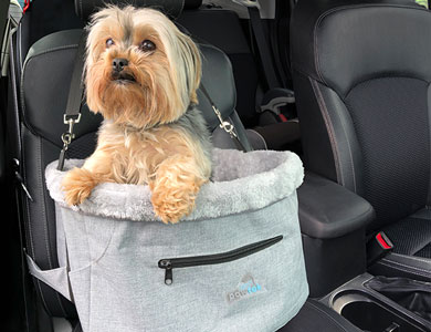 chien dans panier de voiture