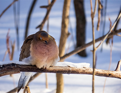 mourning dove sitting on a branch during winter