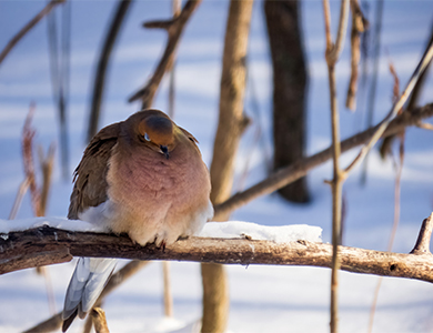 Quelles graines à donner pour quelles espèces d'oiseaux