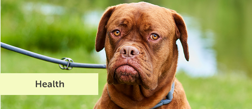 Preventing Ticks in Dogs: New Realities and Essential Advice