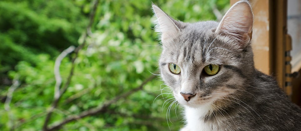 Mon chat s'est enfui pendant le déménagement! Que faire?