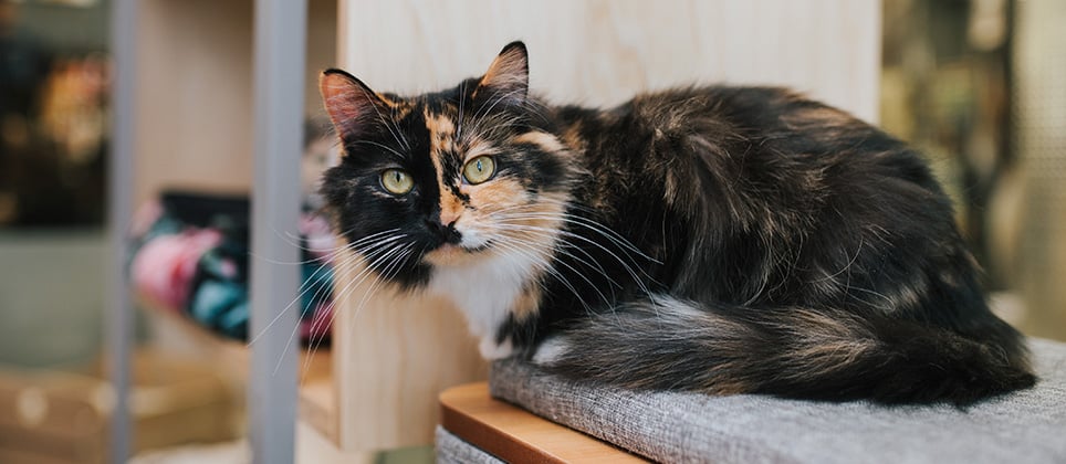 Mondou Adoption Zone: everything you need to know to adopt and welcome a cat