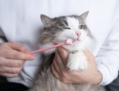 chat à poil long qui se fait brosser les dents avec une brosse à dents rose