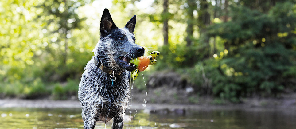 Votre chien aussi peut se baigner pour se rafraîchir!