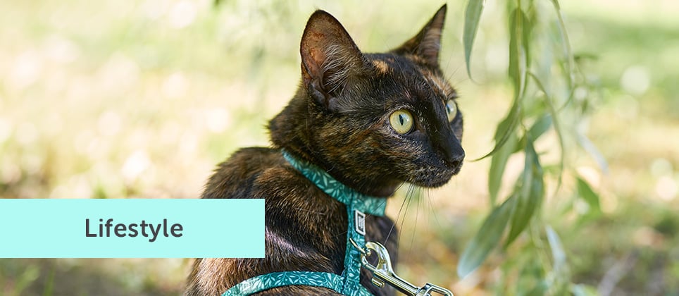 Taking your cat outdoors: how to do it right the first time