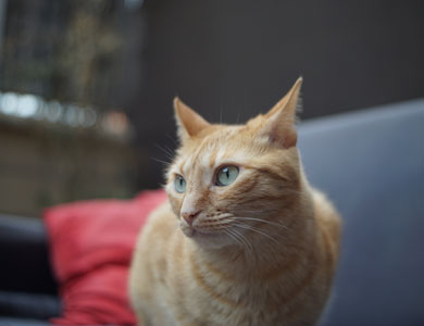 chat tigré roux qui a les oreilles dressées