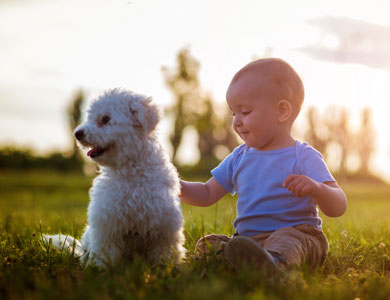 Un bébé avec un chandail bleu est assis à l'extérieur sur le gazon à côté d'un petit chien blanc frisé et le flatte