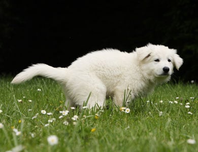 chiot qui fait ses besoins dans le gazon