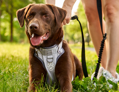 Chien avec harnais de course