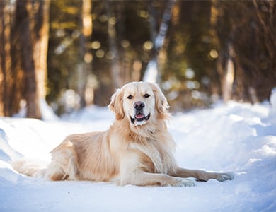 chien dans la neige