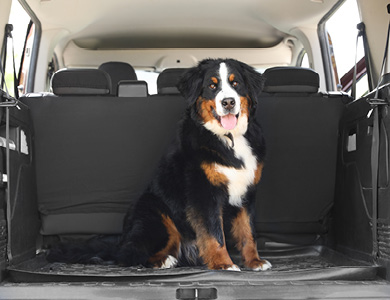 dog sitting in a car