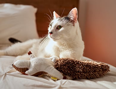 Chat avec sa proie
