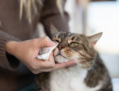 chat tigré à qui on nettoie les yeux