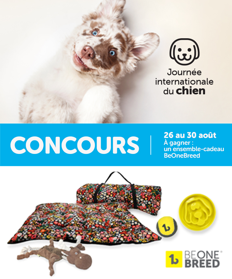 Journée internationale du chien