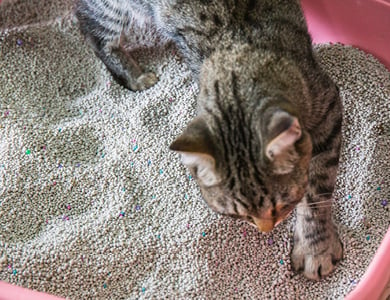 cat scratching litter box