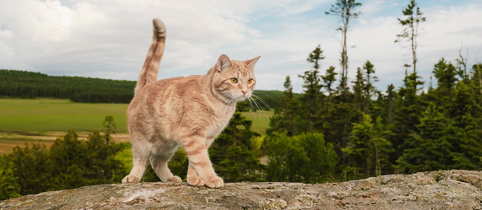 Nourrissez leur prochaine aventure avec Nordika pour chats