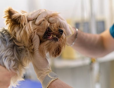 yorkshire terrier at the vet