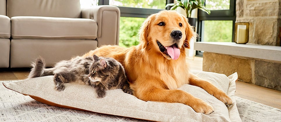 Hill&rsquo;s Science Diet: when science nourishes your pet&rsquo;s health