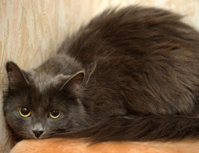 grey long-haired cat curled up against a wall