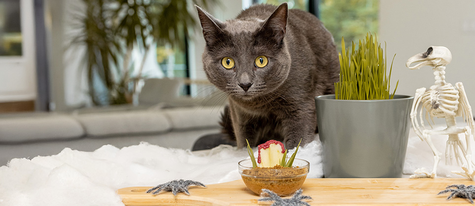 Mondou Recipes: Haunted feast for cats
