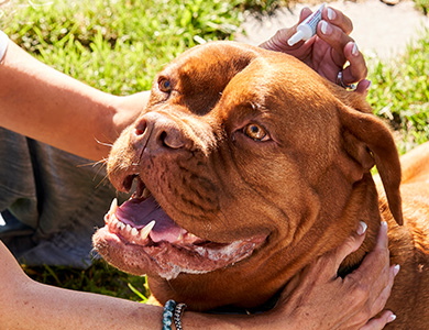 Chien recevant un traitement antiparasitaire