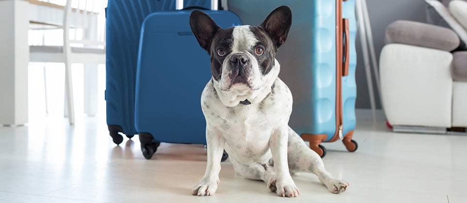 Où faire garder votre animal pendant les vacances?
