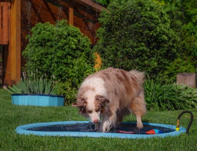 Chien dans une piscine