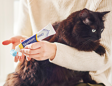 Chat noire et dentifrice pour chat