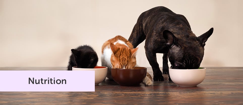 Selecting a food suited to your pet's needs