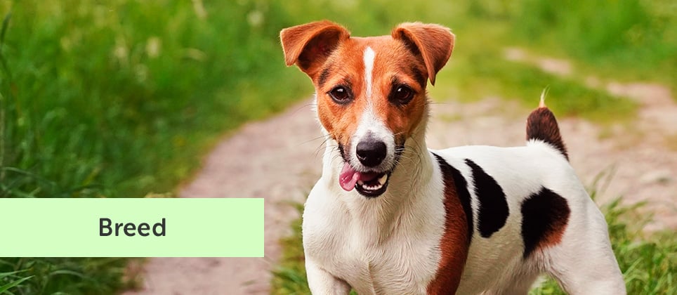 The Jack Russell terrier: 3 breeds to differentiate