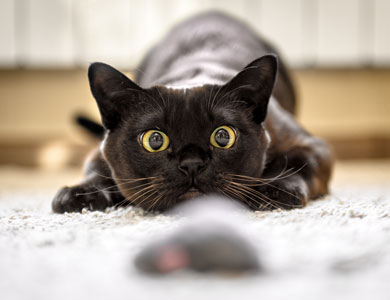 black cat chasing a toy mouse