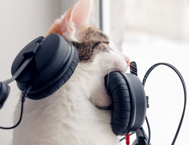 cat with a pair of headphones around its head bites one of the earphones while looking out the window