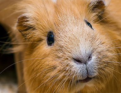 guinea pig in a cage