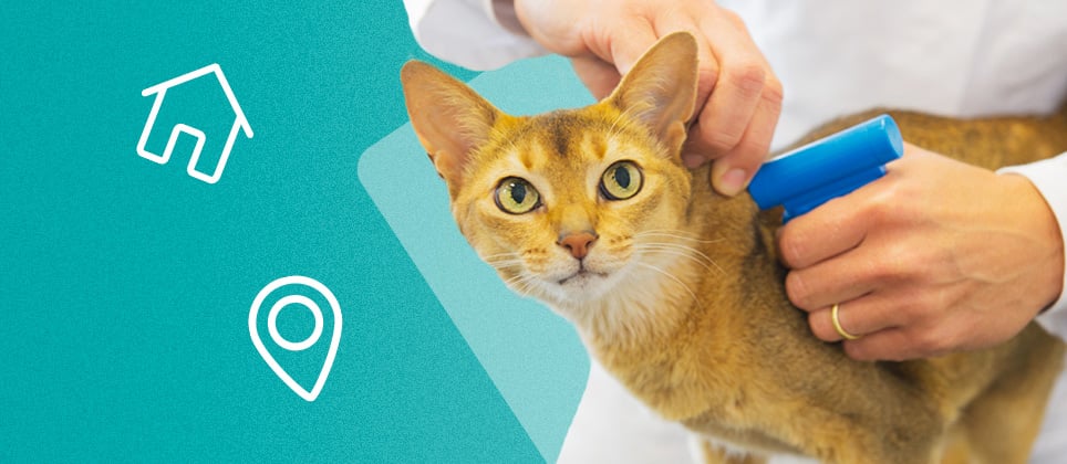 Tout ce que vous devez savoir sur le collier GPS pour chat