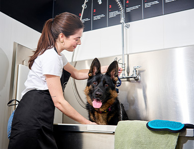 Chien au Lave-Toutou