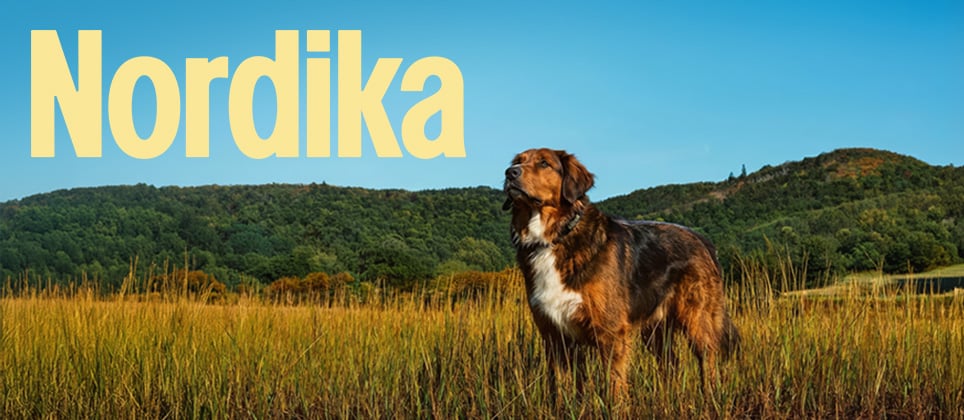 Nourrissez leur prochaine aventure avec Nordika