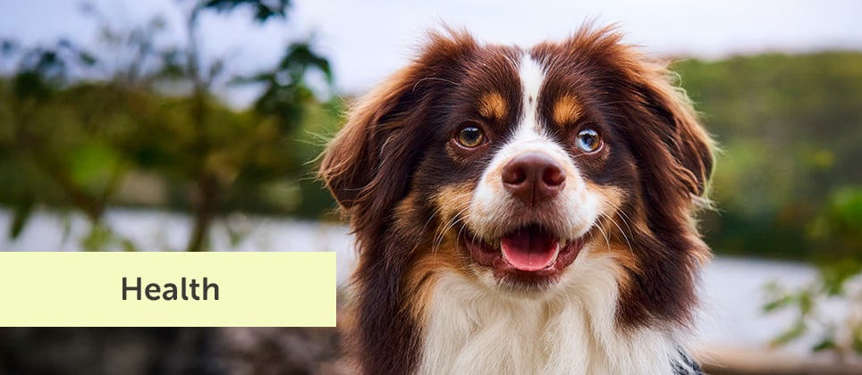 Parasites in your home? Salvage what you can!