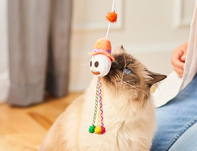 Chat qui joue avec un agace-chat