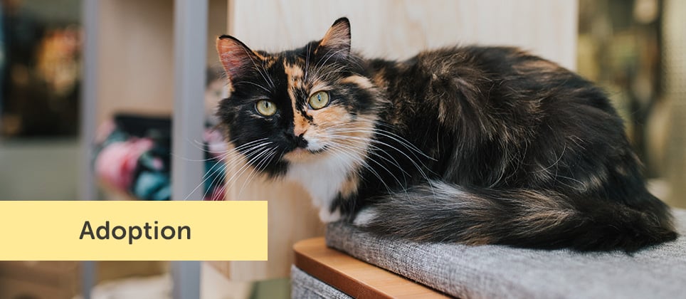 Zone adoption Mondou : tout savoir pour adopter et accueillir un chat