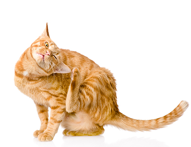 Des Parasites Dans La Maison Sauve Qui Peut Des Parasites Dans La Maison Sauve Qui Peut