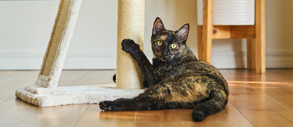 5 trucs pour rendre ta maison cat friendly et s&eacute;curitaire pour ton chat