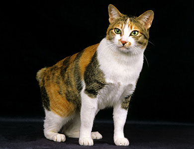 Japanese bobtail loses very little hair and is fairly low maintenance