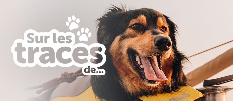 Aventure en bateau avec son chien à Aloberge