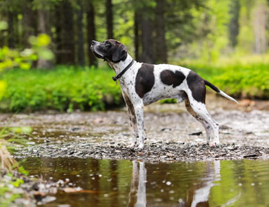chien sur le bord d'un plan d'eau