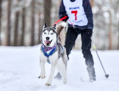 Location de trotinette des neiges - BOUTIQUE TOUT CRU