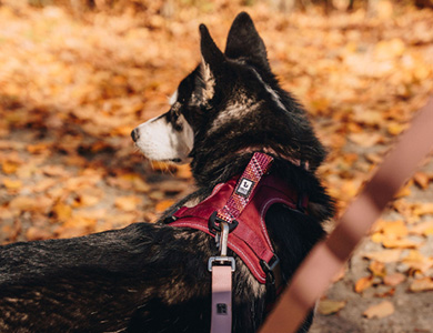 Chien avec harnais en paracorde BeOneBreed bourgogne 