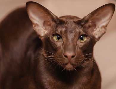 The Oriental shorthair: a lively, vocal and colorful cat!