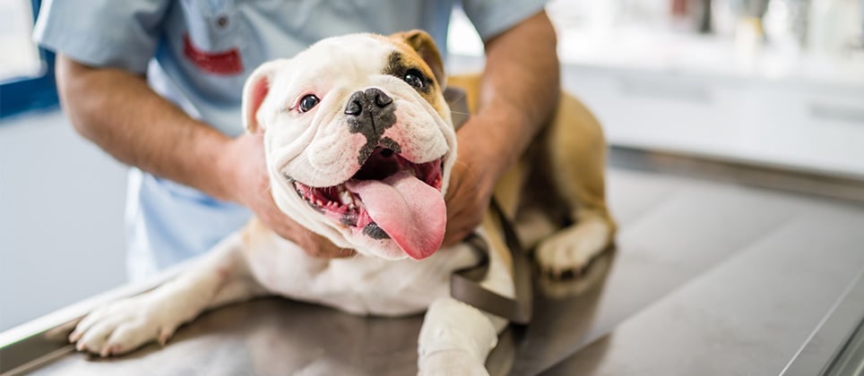 Castration et st&eacute;rilisation du chien : &acirc;ge id&eacute;al, avantages et risques