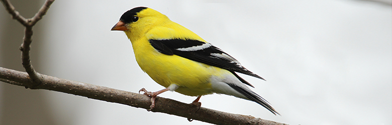 10 oiseaux sauvages du Québec faciles à attirer dans sa cour